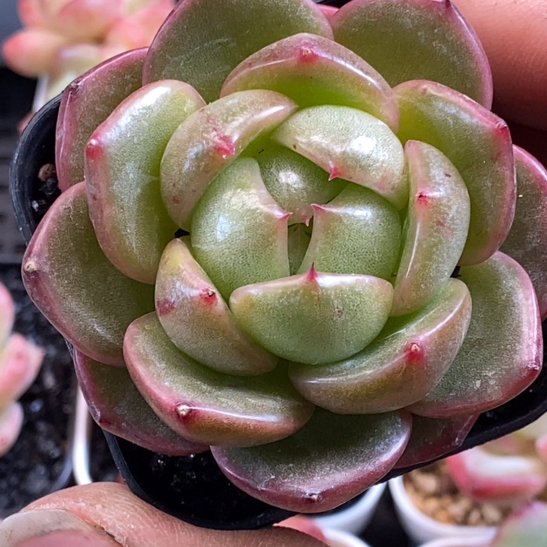 天官赐福百无禁忌