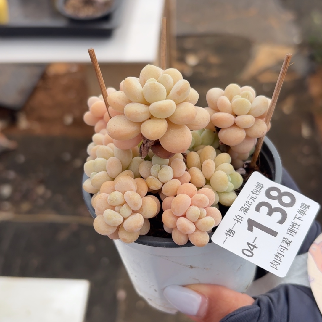 洛可可无盆土发货无