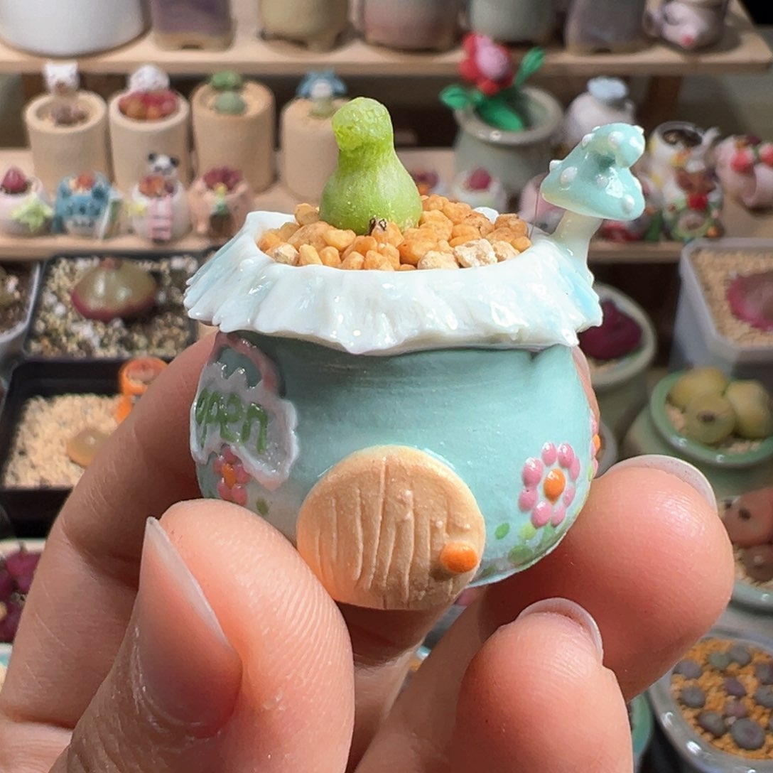 多肉植物160号拇指盆