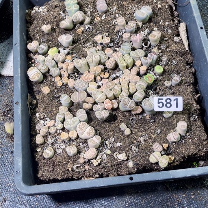 581脱土生石花一物一图如图