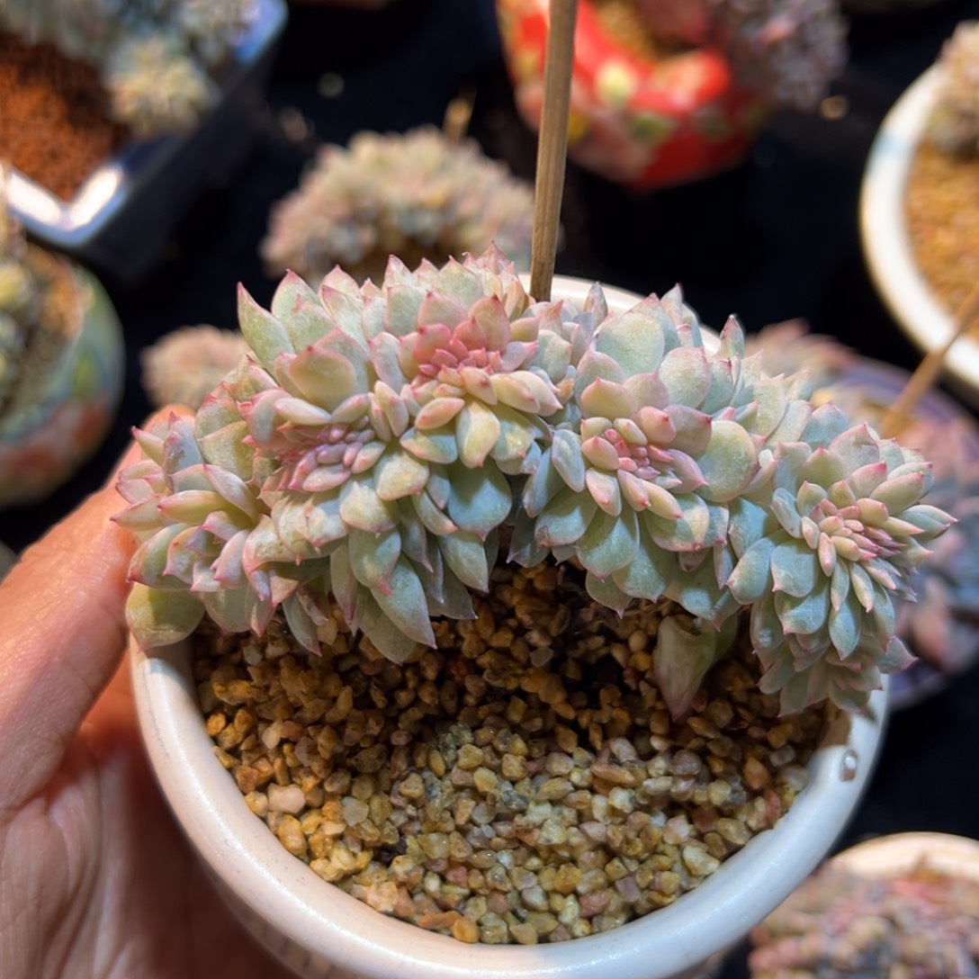  新年快乐新年快乐