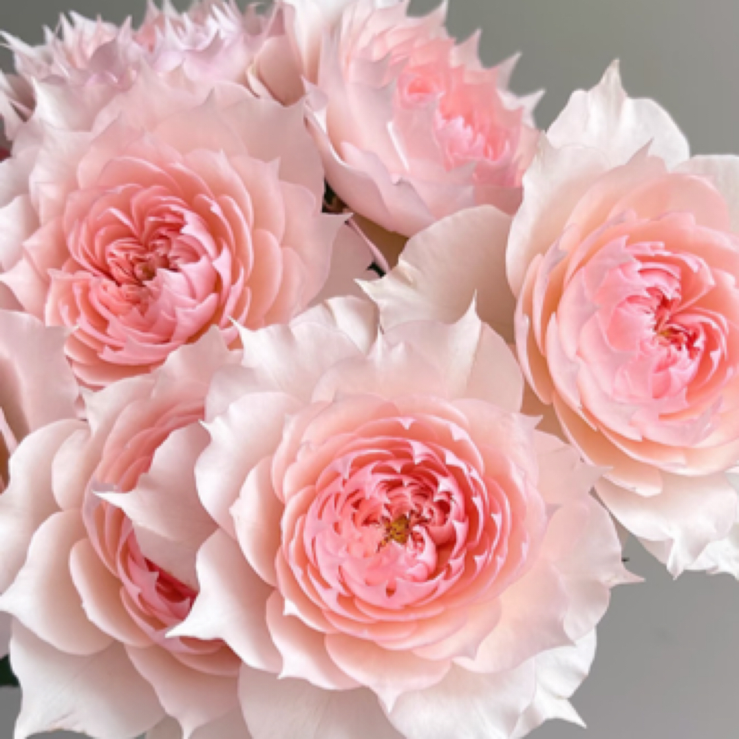 金麟的花园莫妮卡戴维月季浓香阳台庭院四季开花绿植