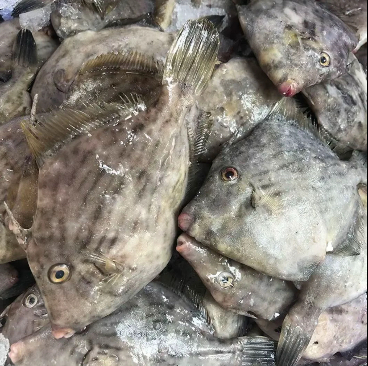 【正圆迪】惠来神泉本港野生网捕圆迪仔/剥皮鱼【5盒】不去皮速冻锁鲜