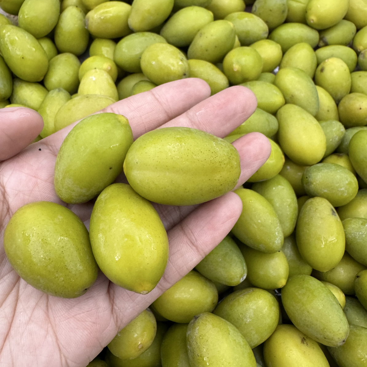 【欢喜专属】金灶本地香种橄榄 新鲜采摘 原汁原味回甘浓香