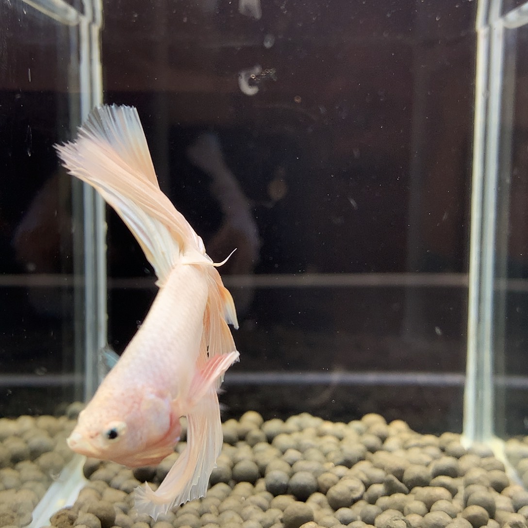 海水鱼七弟泰国斗鱼372