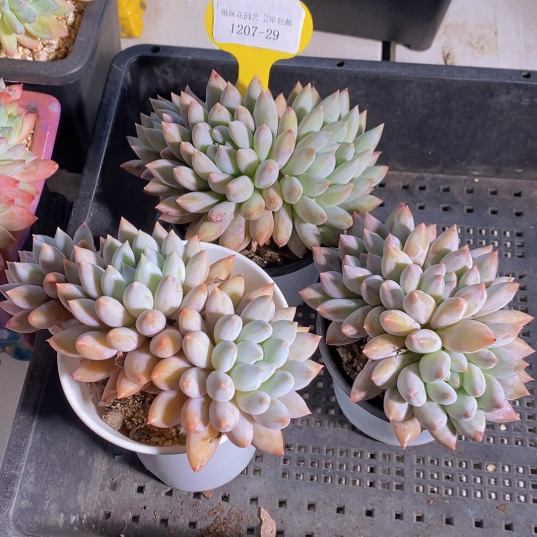 1207-29-精品母本老桩所罗门群一个