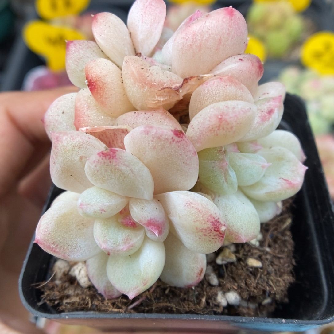 珍妮麦秆群生949号。   