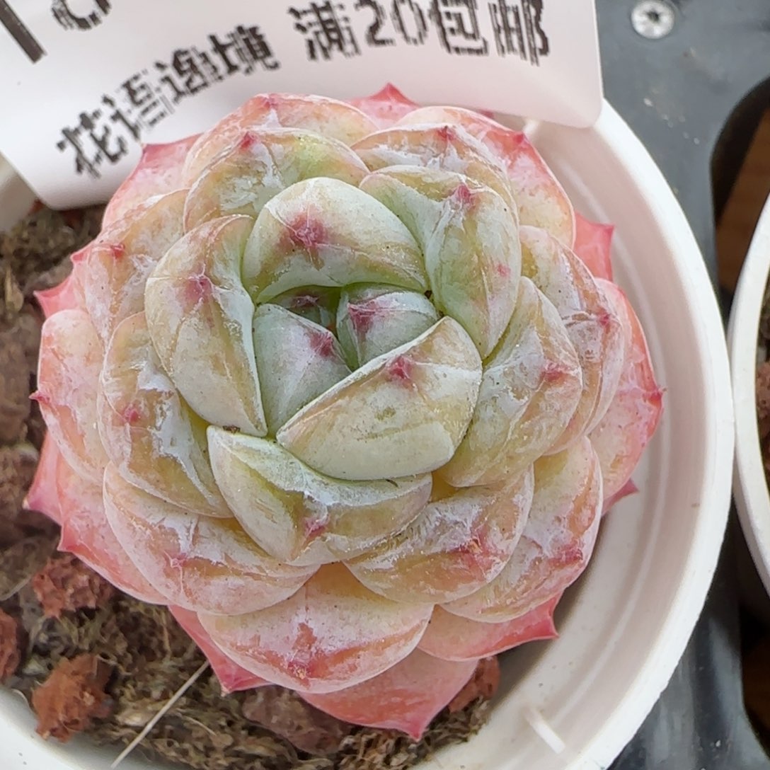 花语逸镜0207-184