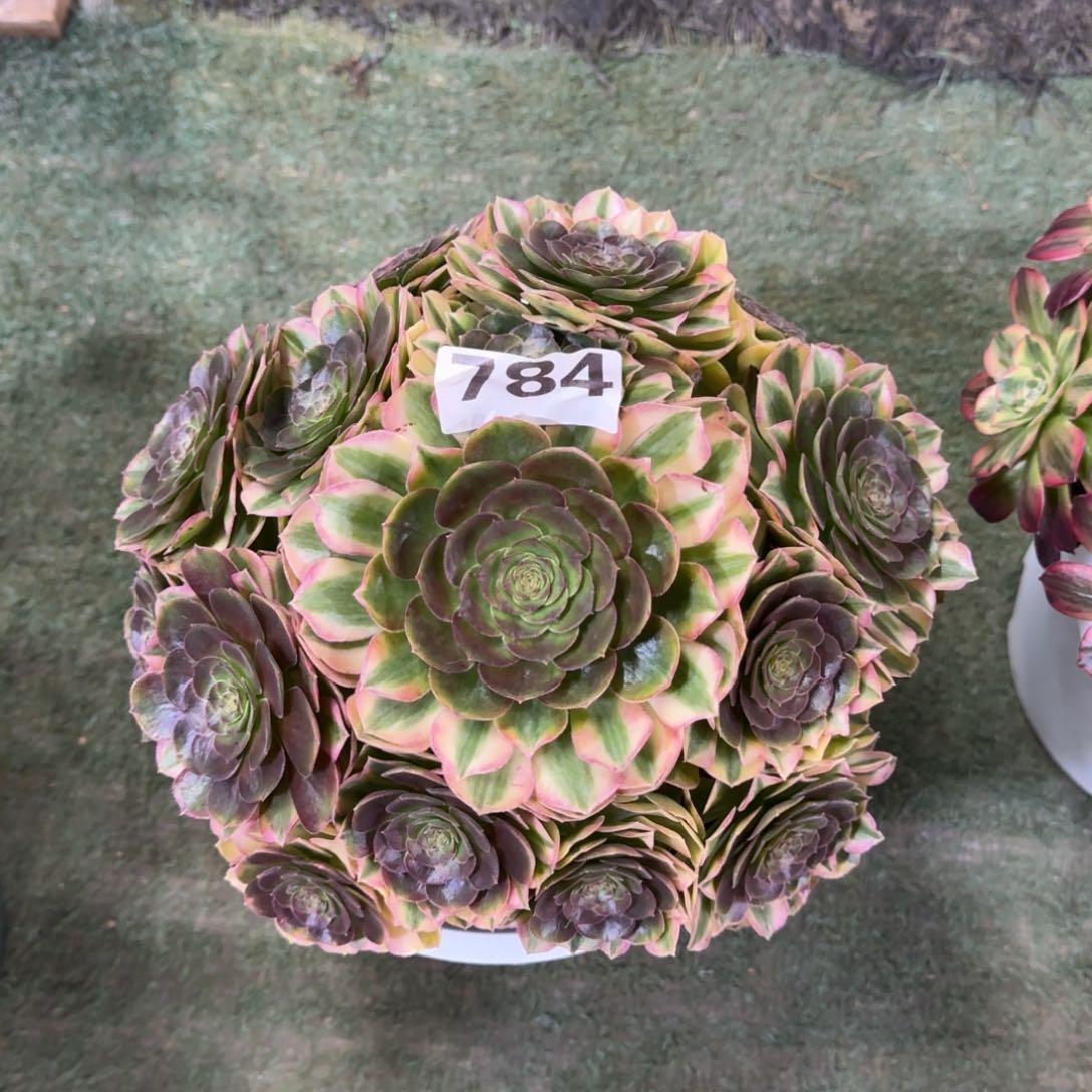784！雨菏法师多肉植物