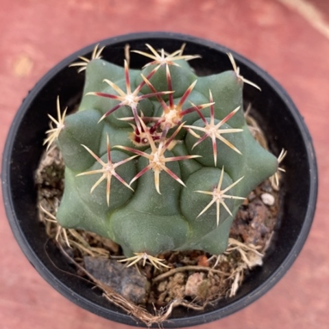 实生大红鹰5仙人球