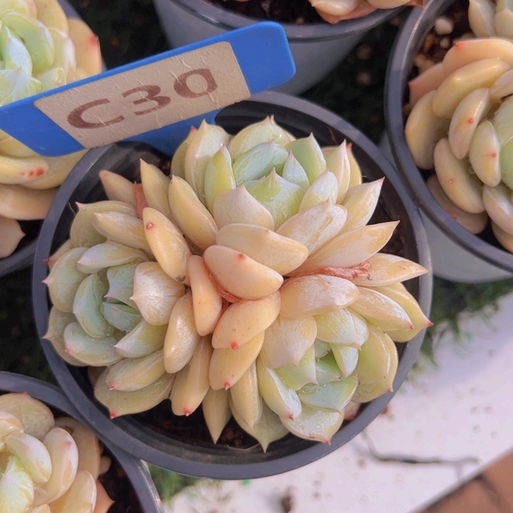 健健康康平平安安