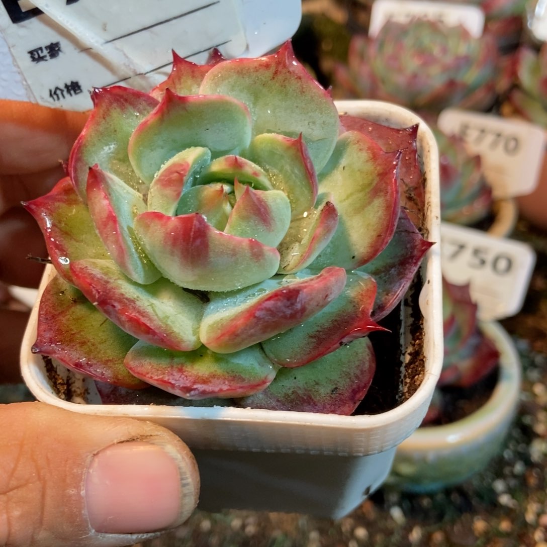 惊鸿一瞥747号多肉