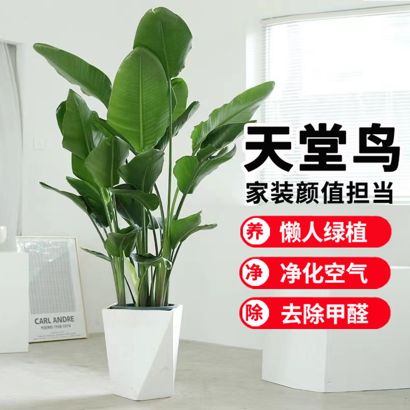 【宠粉冲量】90-100cm天堂鸟室内软装绿植净化空气新手好养