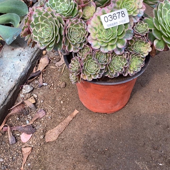 03678高贵多肉植物