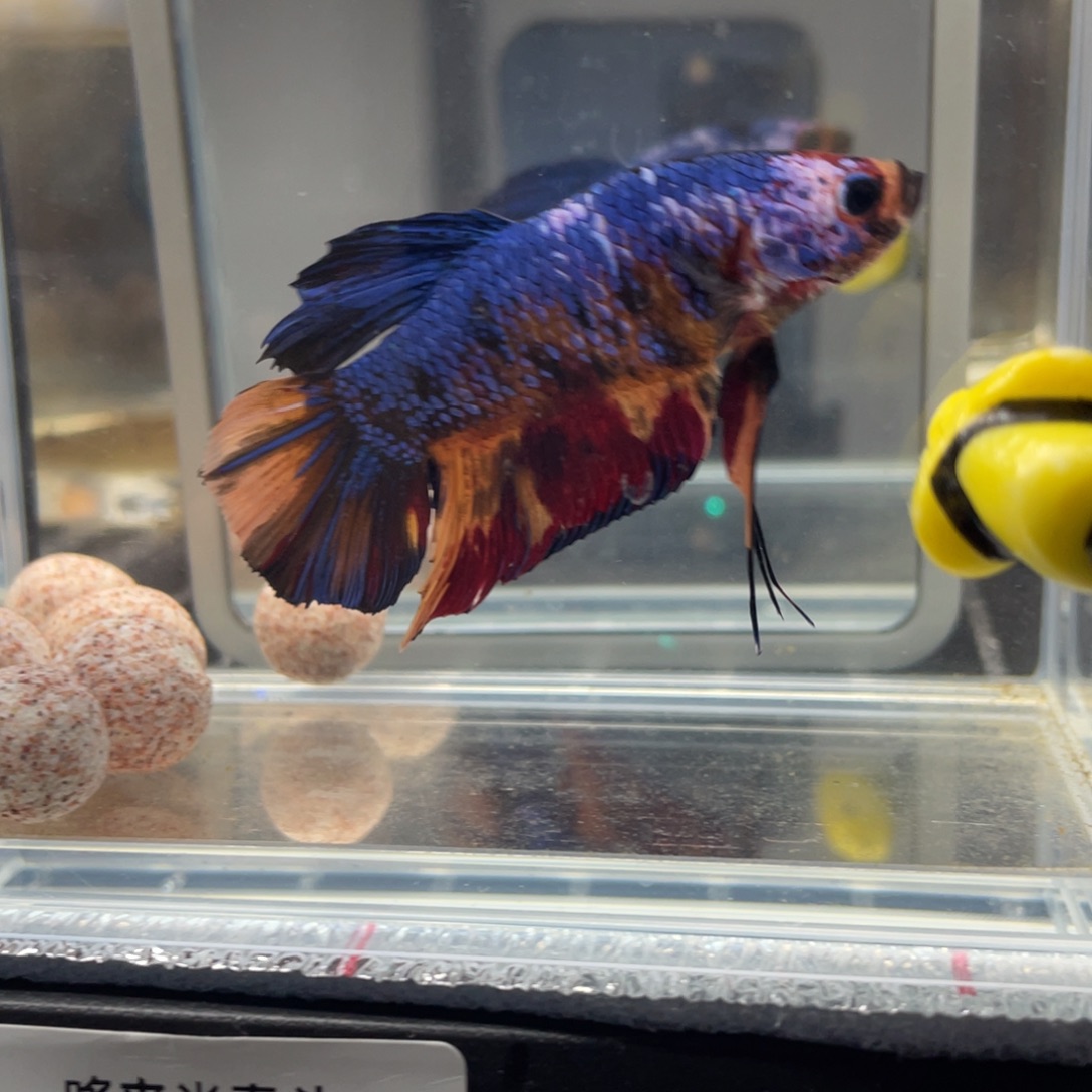 斗鱼12.28 巨斗 087