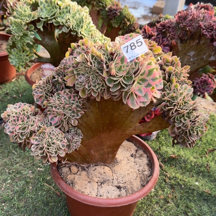 青苹果法师锦缀化785