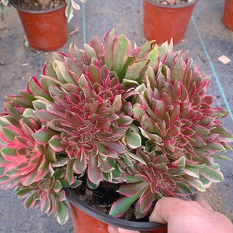 301女神缀化多肉植物