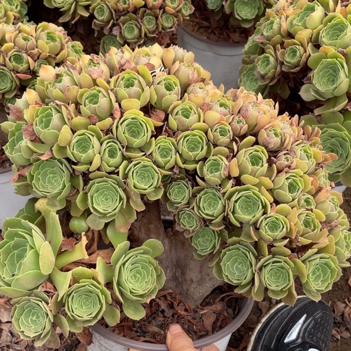 28厘米左右柠檬朵朵345