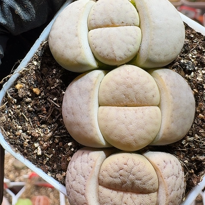 生石花23:：：。在。  75号