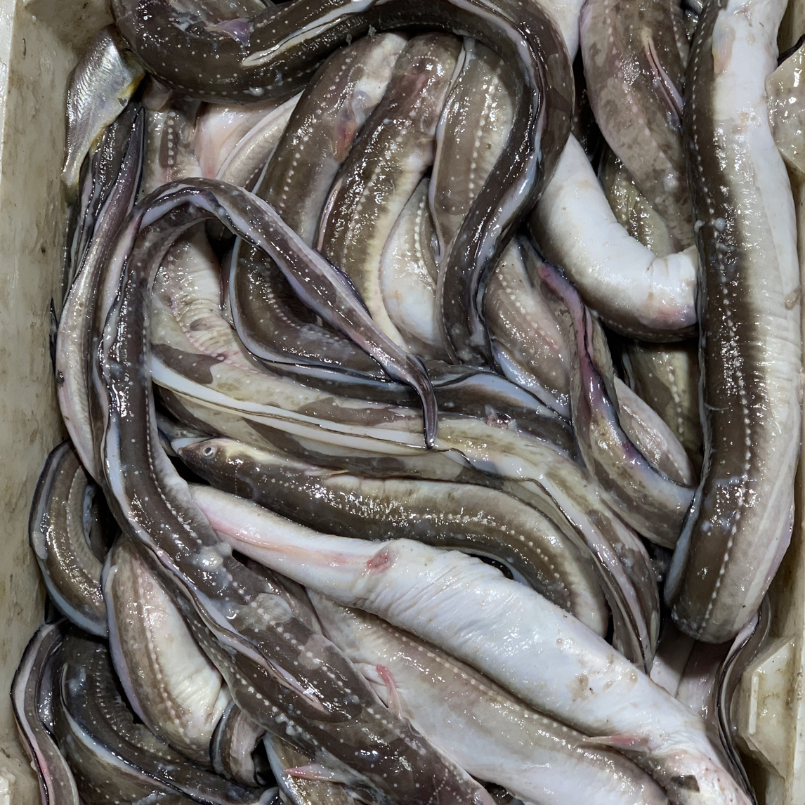 连云港发货七星鳗冷冻顺丰包邮野生海捕新鲜5斤 红烧 酱香