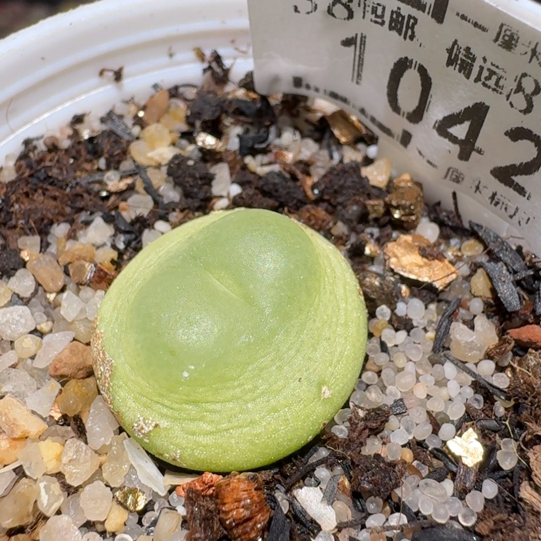 zzz精品也福利1042疤特