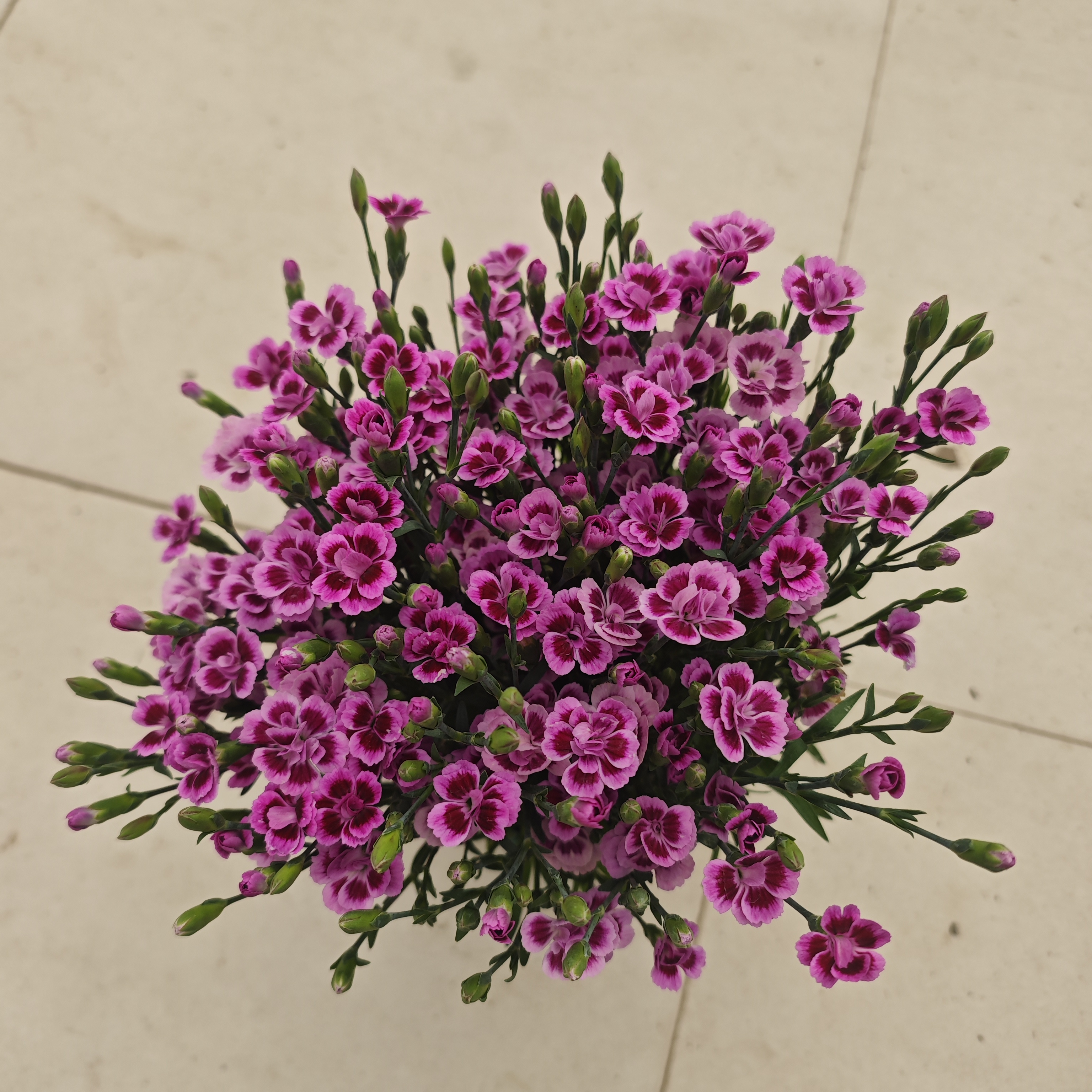 120初吻  室内开花盆栽植物