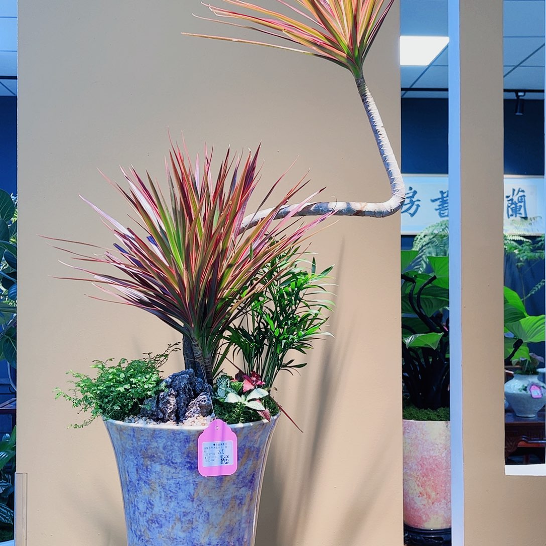 无花朵一物一拍千年木