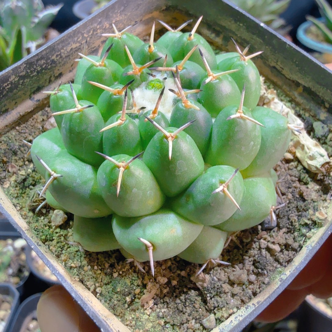 多肉植物多肉植物