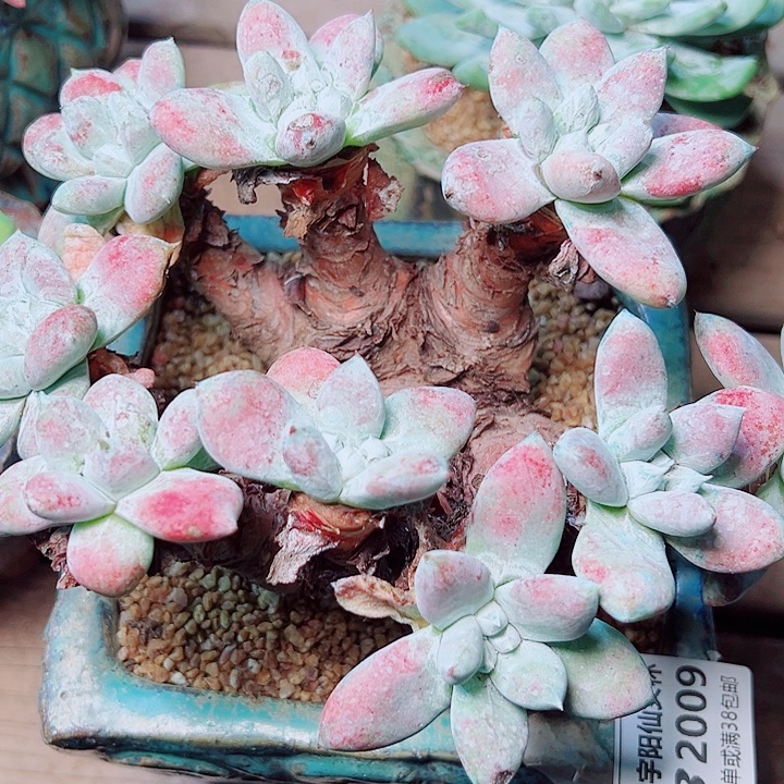 2009拇指苹果叶瑕疵不售后