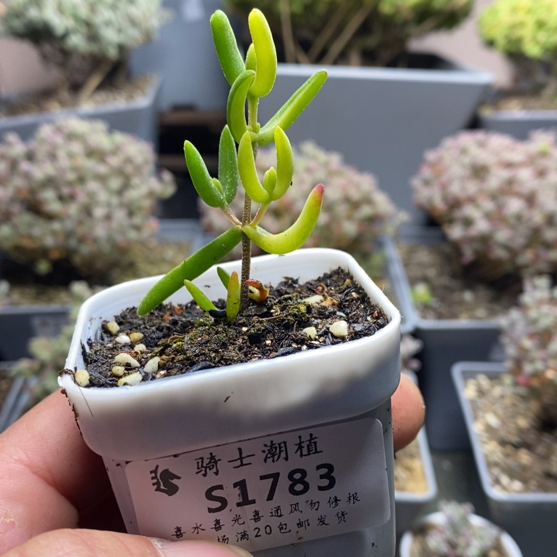 1783香蕉锦枝干番杏