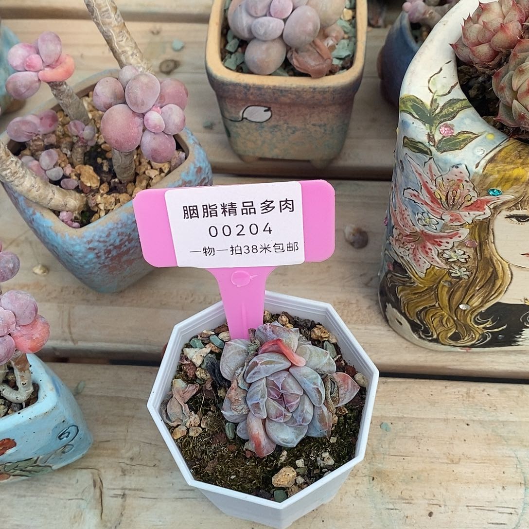 204了姐姐咯哦咯摸摸