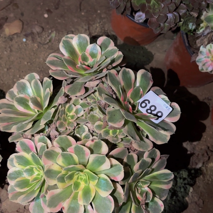 889青苹果多肉植物