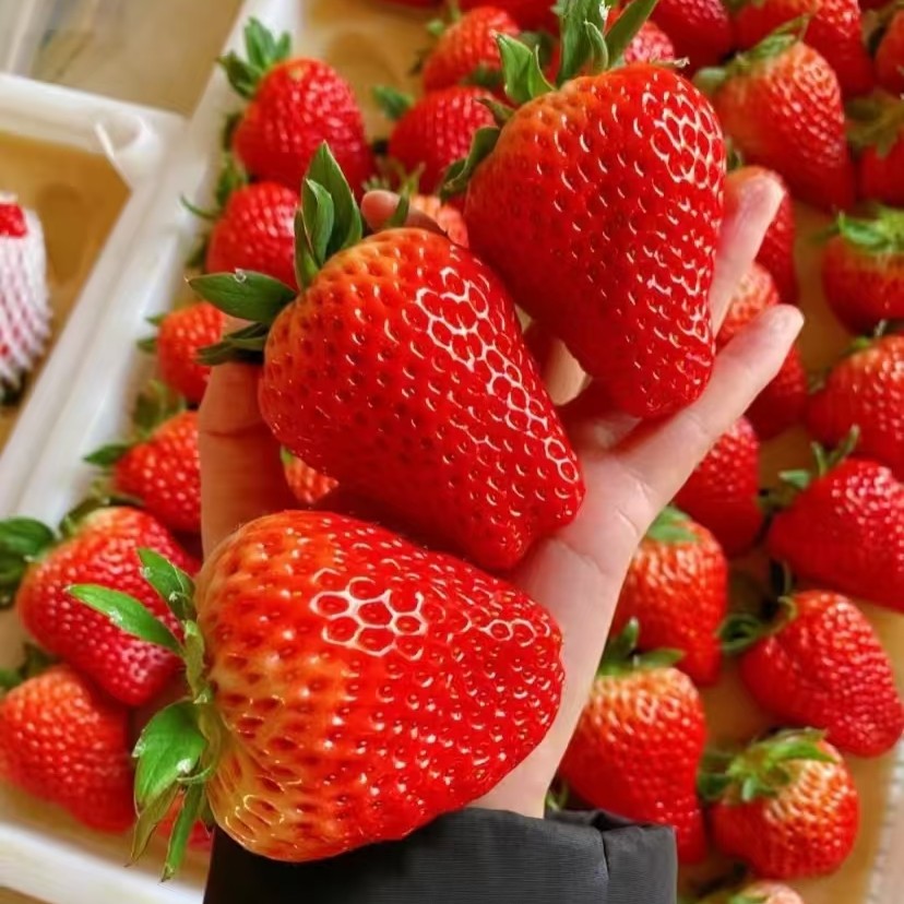 【顺丰包邮】大凉山露天奶油草莓孕妇冬天水果和丹东99草莓一样好吃