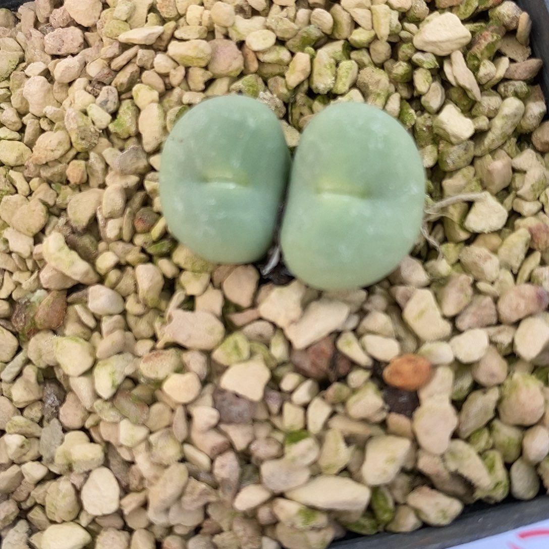 27124大嘟嘴一颗。     