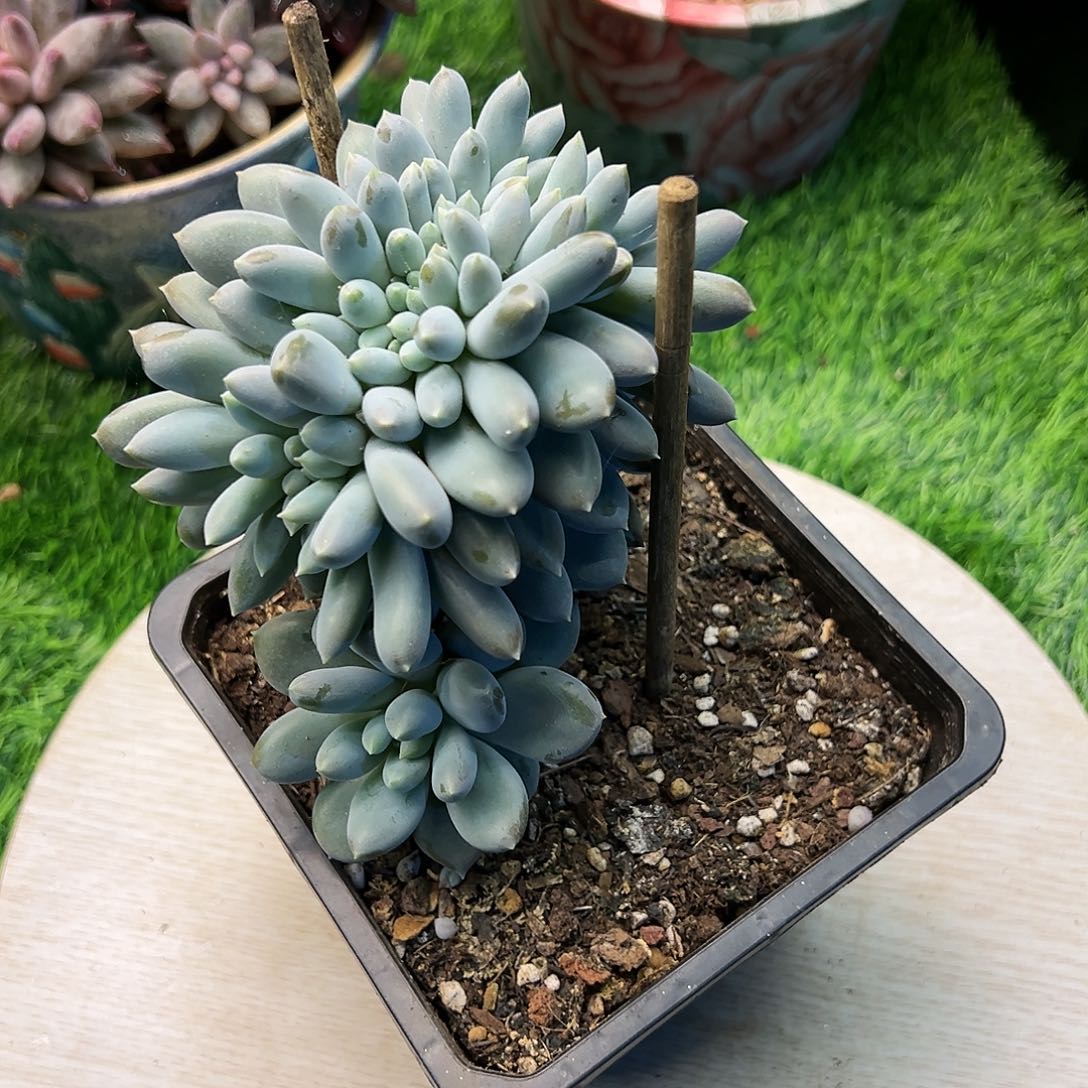 【闪购商品】哥特缀