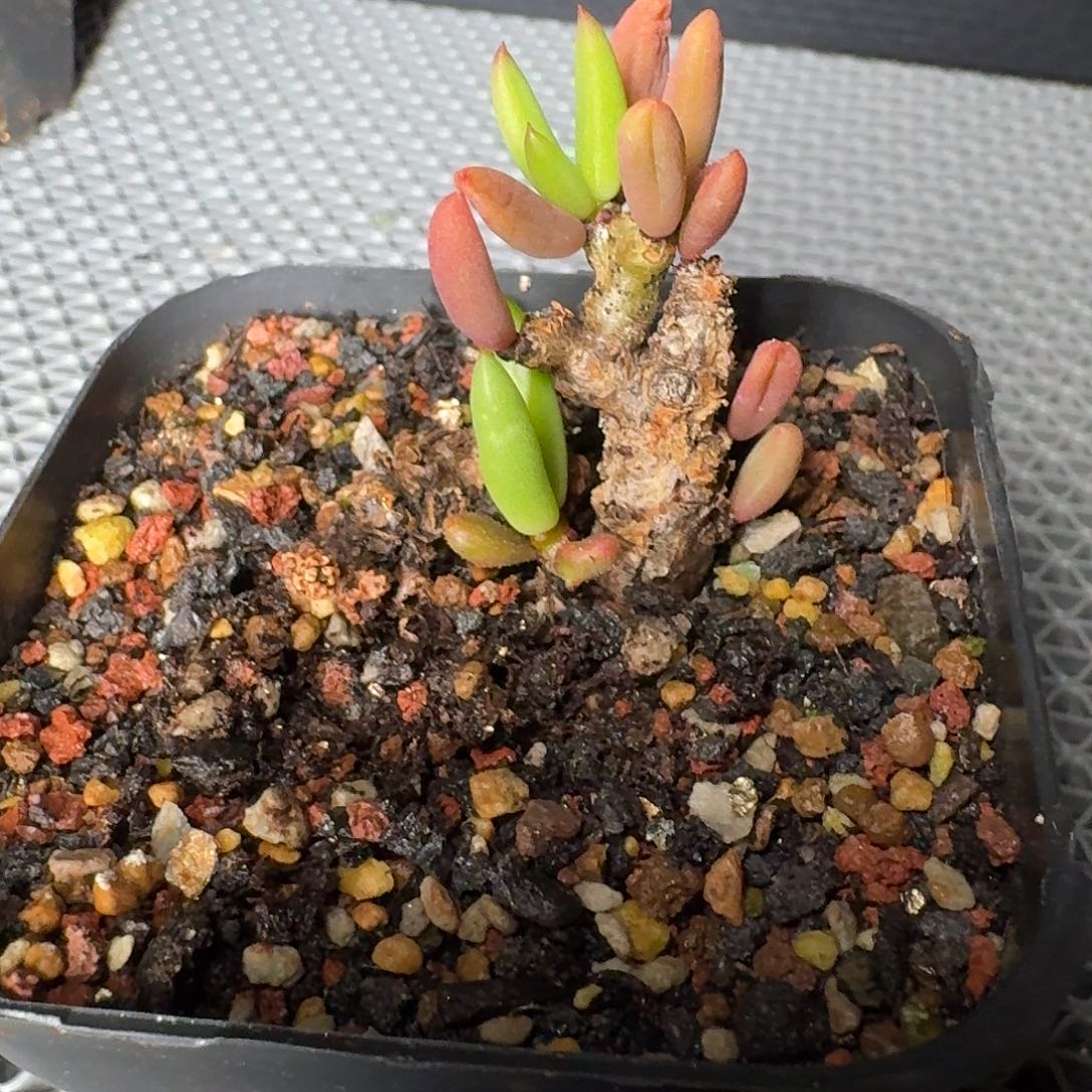 黑曼巴奇峰锦一个带盆发