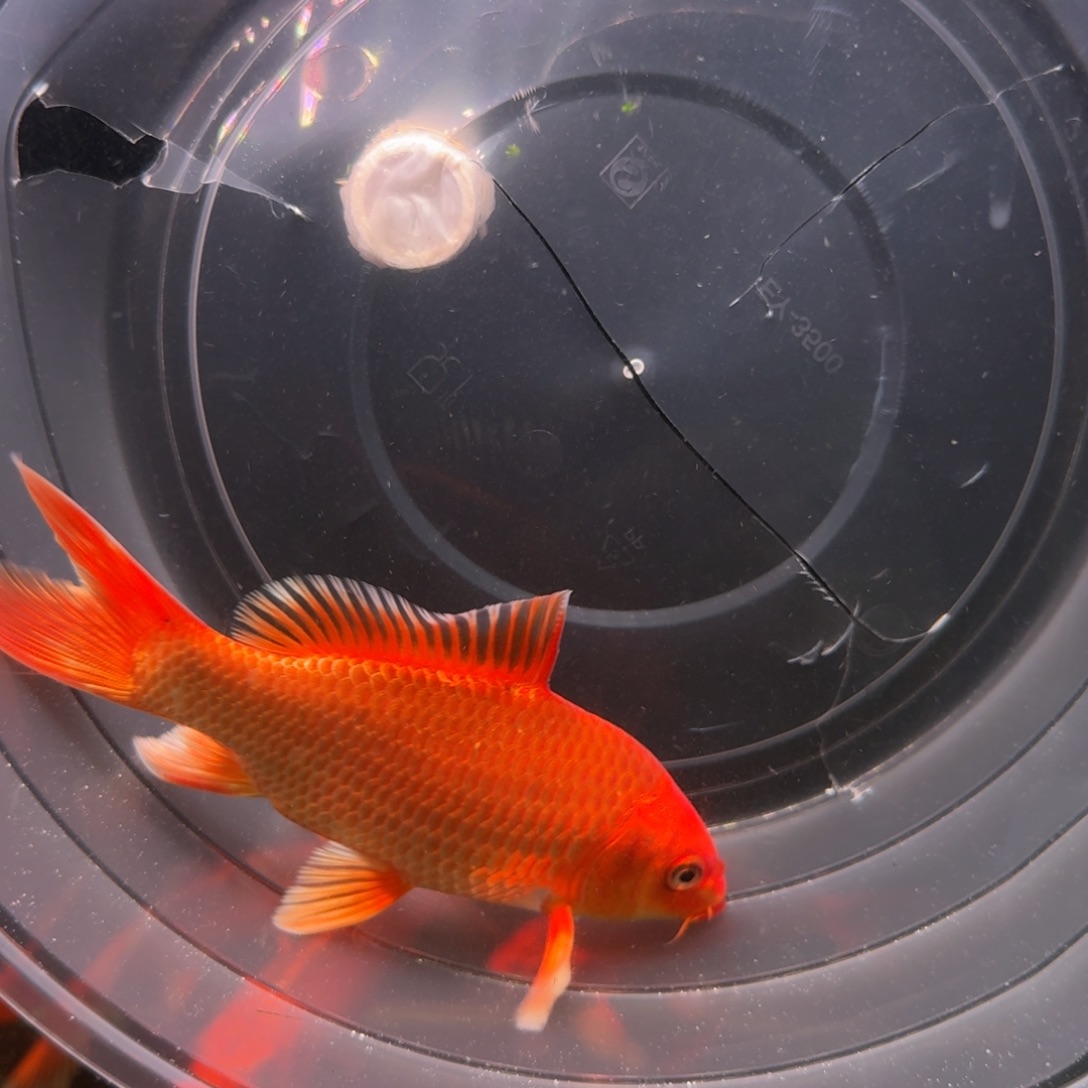 中国大陆红色蝴蝶鲤包邮