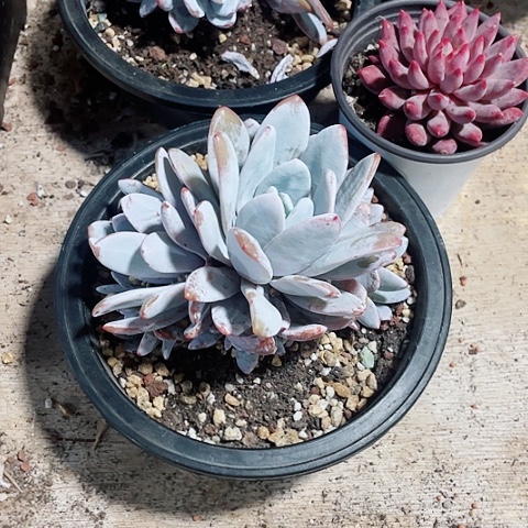 雪莲78一盆55888855885