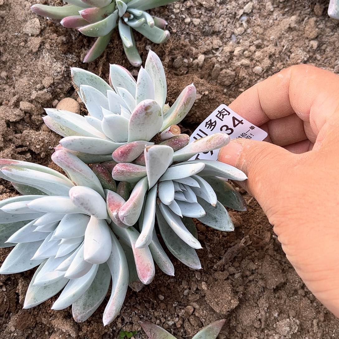 9034大花朵杂交多肉