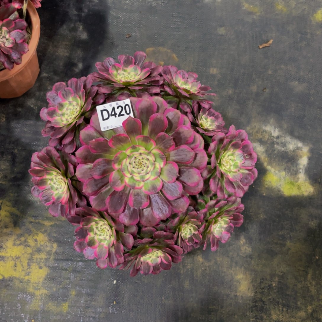 42000霁月福利可以拍