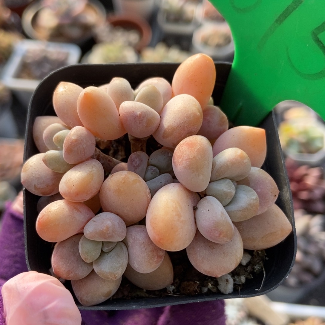 1675洛神多肉植物