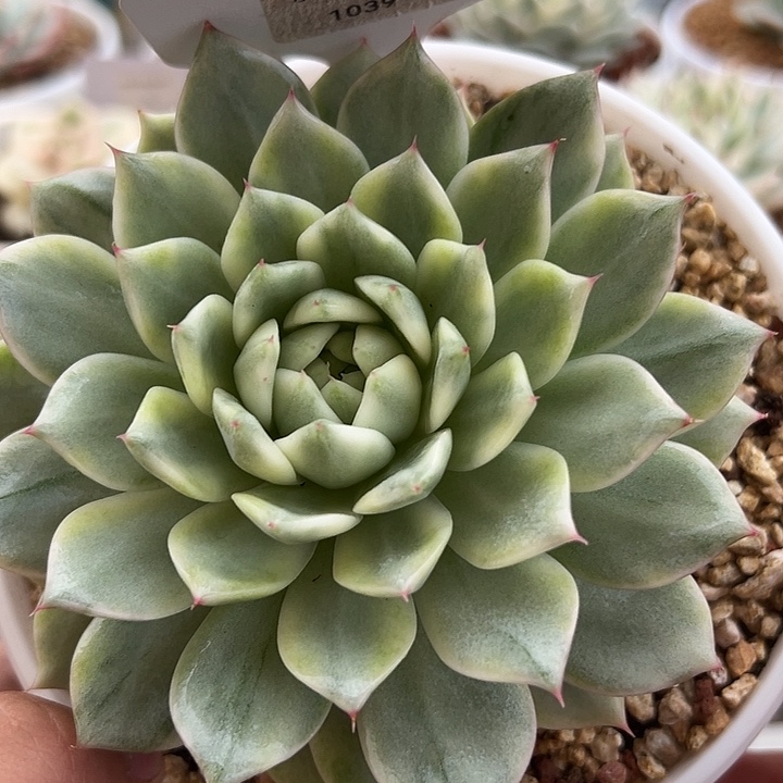 1039号tp锦多肉植物