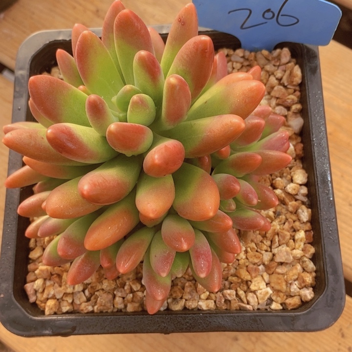 喜***）这么大个人怎么没把人