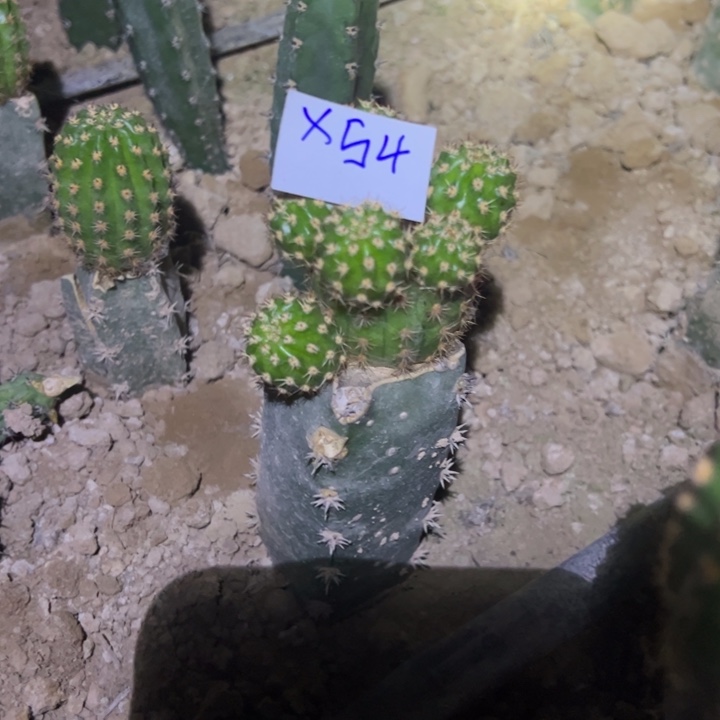 9***媛X54袖普嫁接妹妹的超级杏30