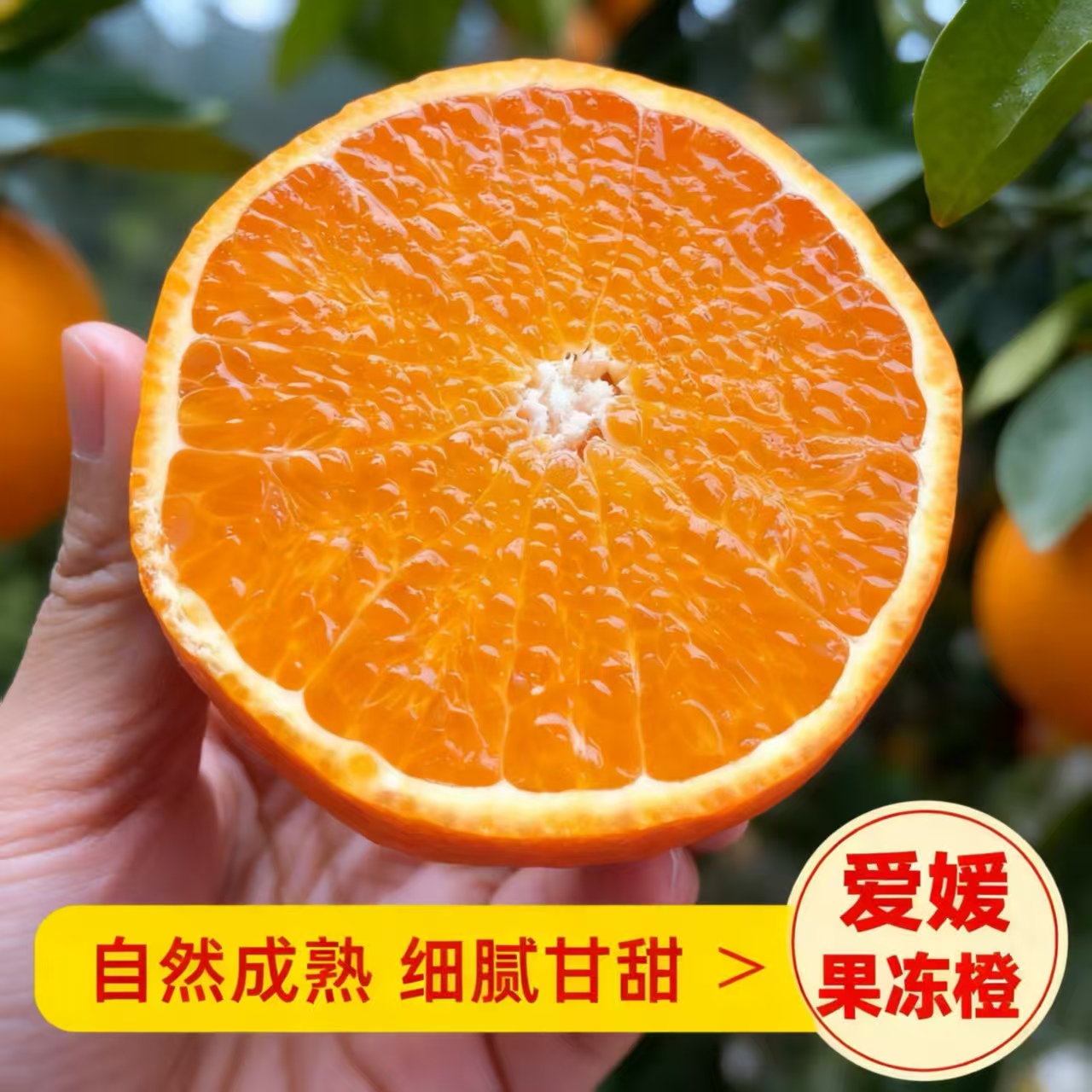 正宗四川爱媛38号果冻橙新鲜应季爆甜多汁现摘现发孕妇水果