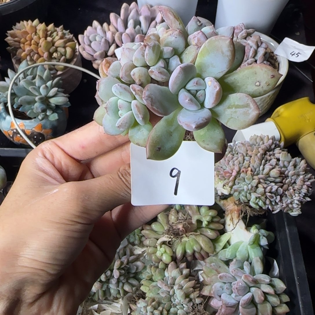 星影小缀化一物一拍9