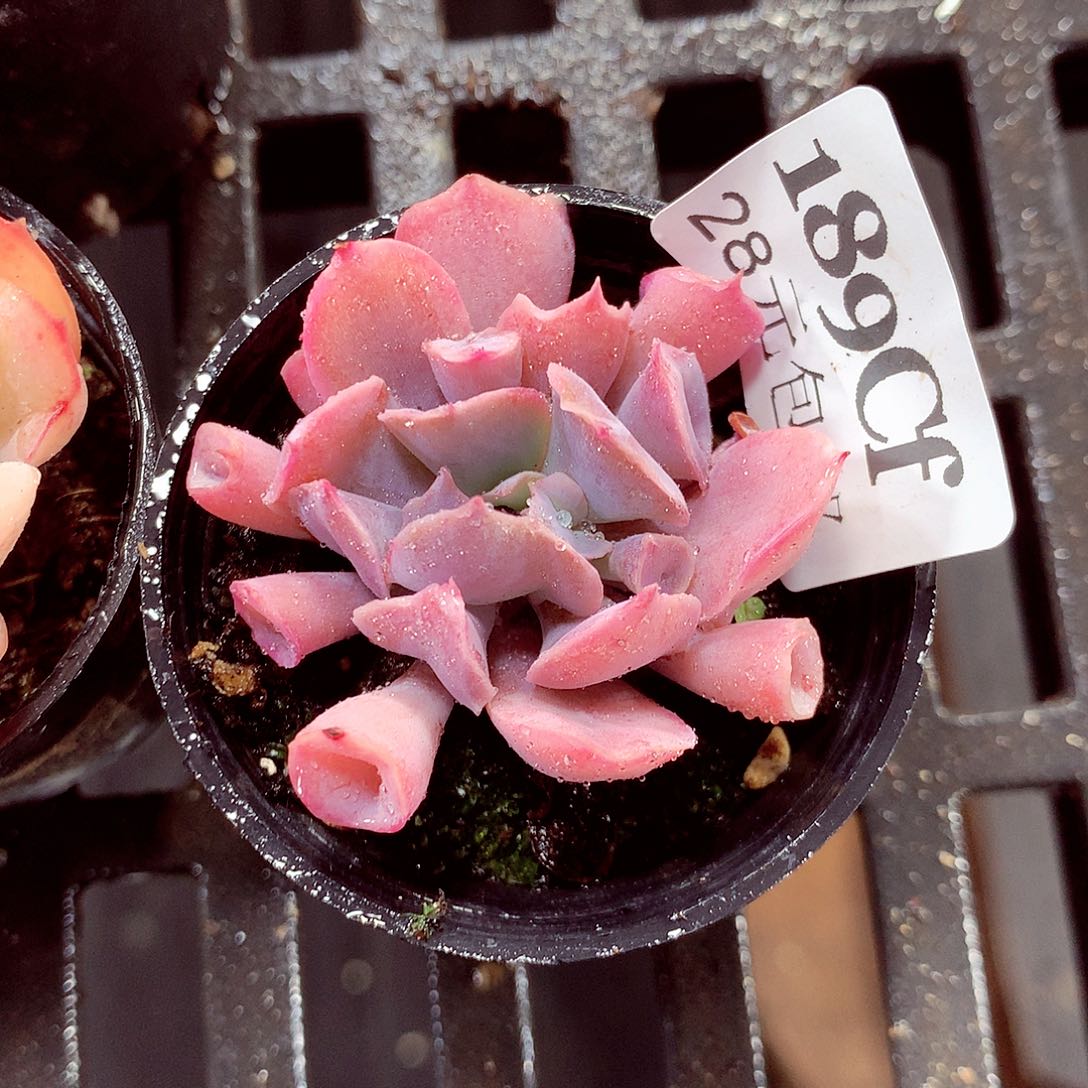 5厘米盆精控多肉189