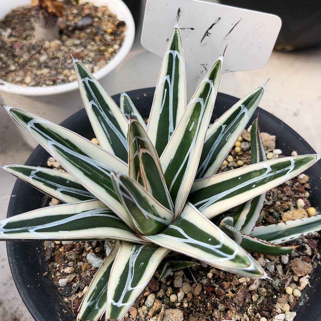 潮流植物优选冰山