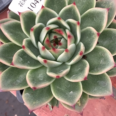 莫***师1045一颗8888855555558