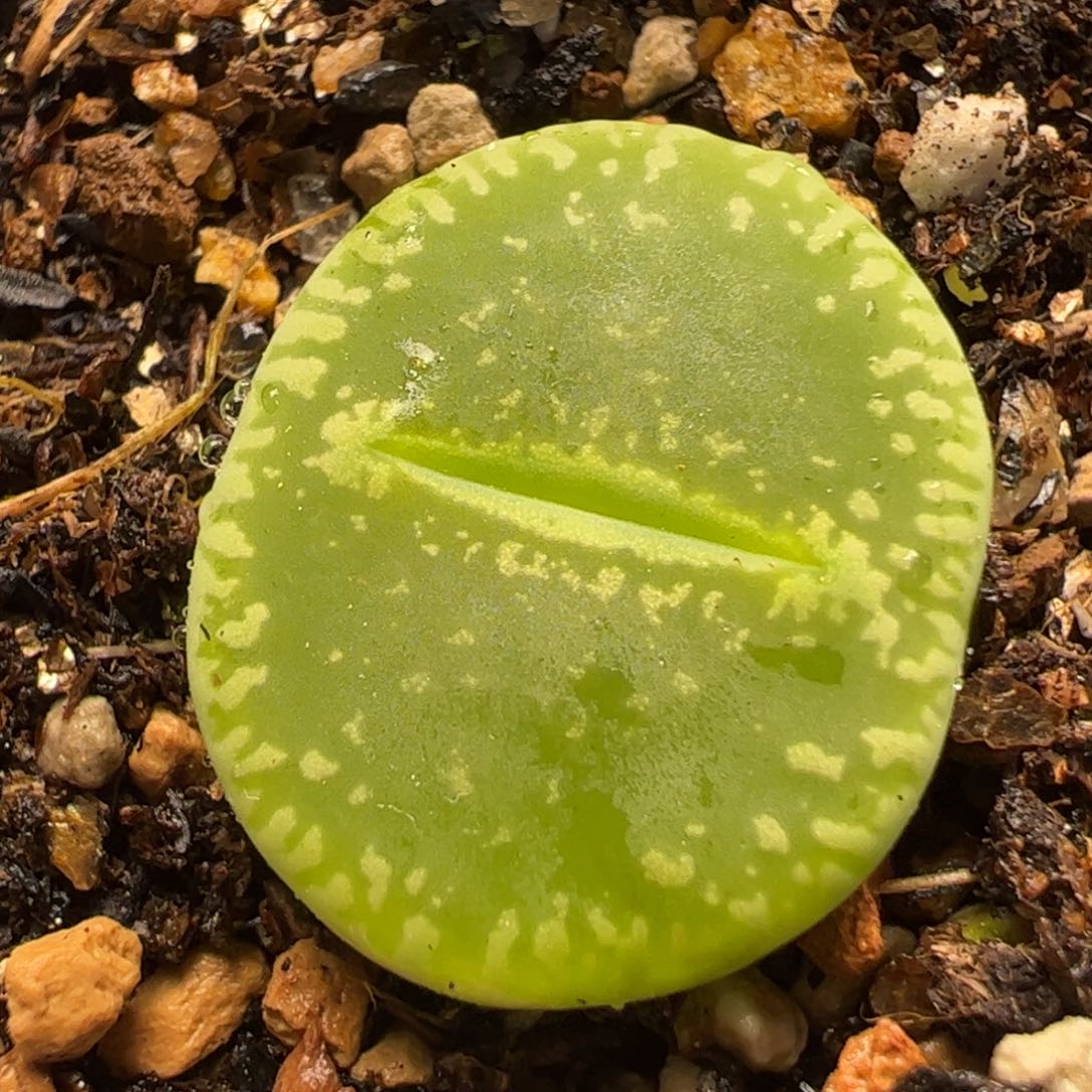 绿光阳多肉植物百科